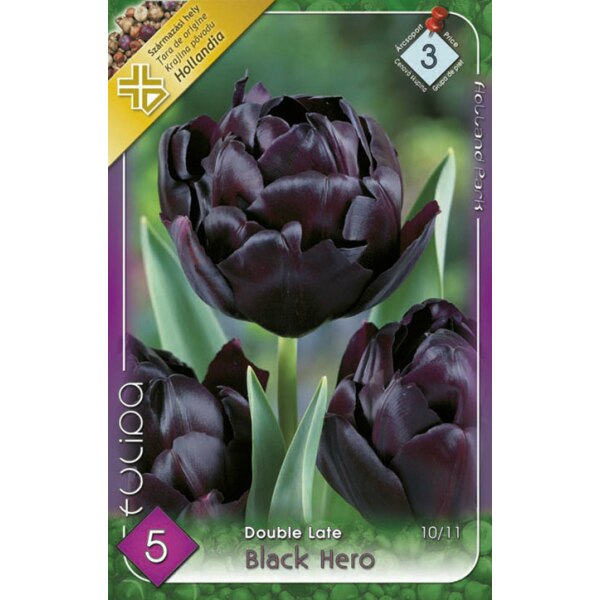 Bulbi Lalele Duble Black Hero HOLLAND PARK 5 bucati
