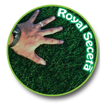 Gazon natural rulat, rulouri OxyGazon tip Royal Seceta, 1 palet x 20 mp Gazon natural rulat, rulouri OxyGazon tip Royal Seceta, 1 palet x 20 mp