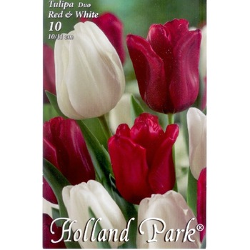 Bulbi Lalele Mixte Rosii si Albe HOLLAND PARK 10 bucati Bulbi Lalele Mixte Rosii si Albe HOLLAND PARK 10 bucati