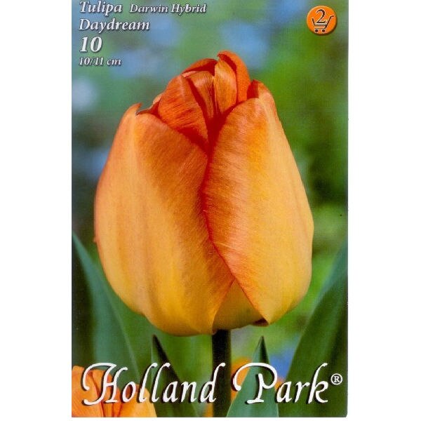Bulbi Lalele Daydream HOLLAND PARK 10 bucati