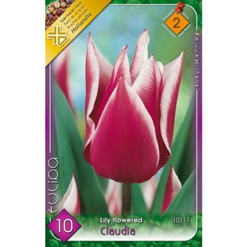 Bulbi Lalele Claudia Tip Crin HOLLAND PARK 10 bucati Bulbi Lalele Claudia Tip Crin HOLLAND PARK 10 bucati