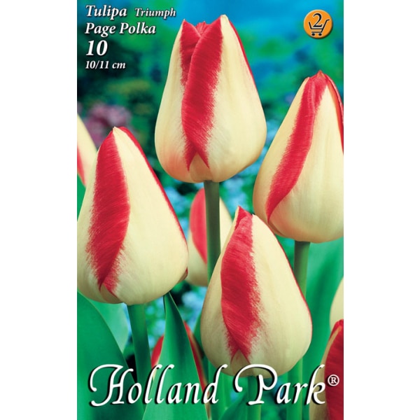 Bulbi Lalele Page Polka HOLLAND PARK 10 bucati
