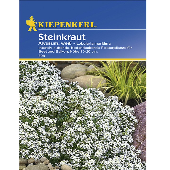 Seminte de Alyssum Alb, plic de 80 seminte