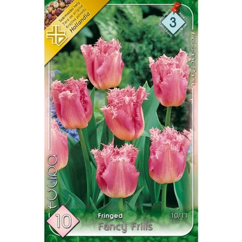 Bulbi lalele Fancy Frills HOLLAND PARK 10 bucati Bulbi lalele Fancy Frills HOLLAND PARK 10 bucati