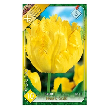 Bulbi lalele Texas Gold HOLLAND PARK 10 bucati Bulbi lalele Texas Gold HOLLAND PARK 10 bucati