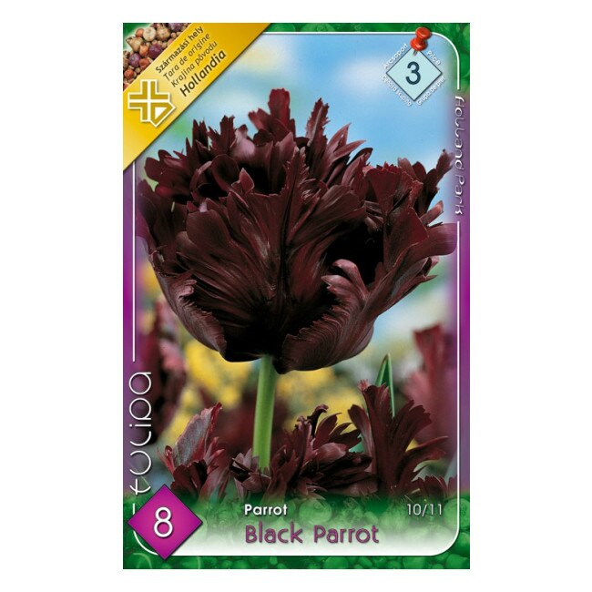 Bulbi lalele Black Parrot HOLLAND PARK 8 bucati
