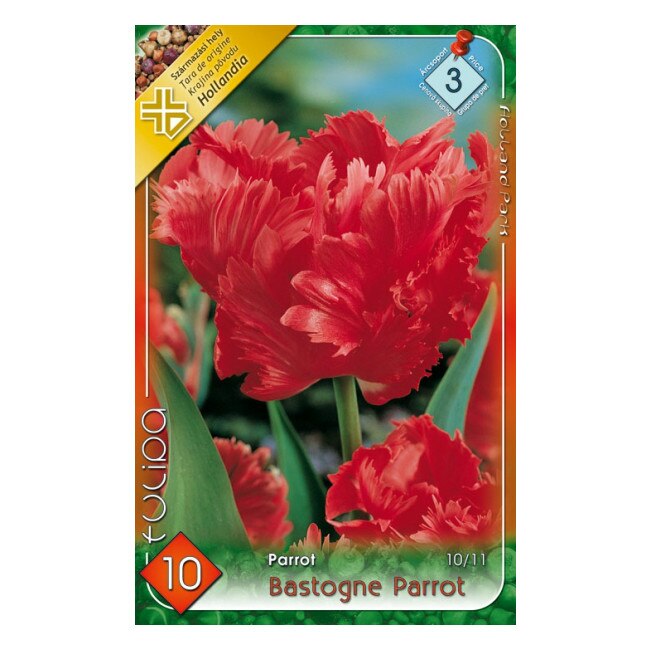Bulbi lalele Bastogne Parrot HOLLAND PARK 10 bucati