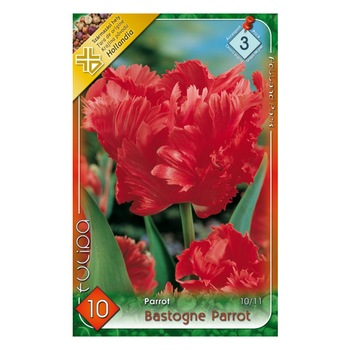 Bulbi lalele Bastogne Parrot HOLLAND PARK 10 bucati Bulbi lalele Bastogne Parrot HOLLAND PARK 10 bucati