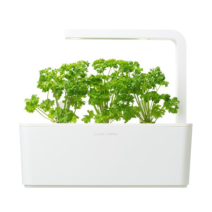 Seminte de patrunjel, 50 g