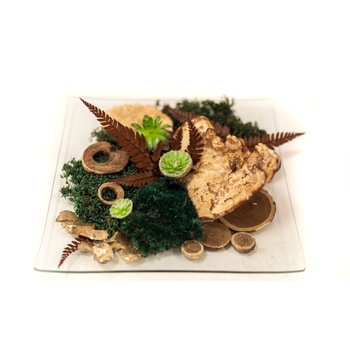 Aranjament floral cu muschi si plante suculente Aranjament floral cu muschi si plante suculente