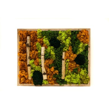 Tablou cu muschi si crengute de mesteacan Tablou cu muschi si crengute de mesteacan