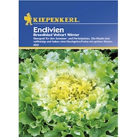 Seminte de Cicoare de Gradina Breedbland, plic de 200 seminte