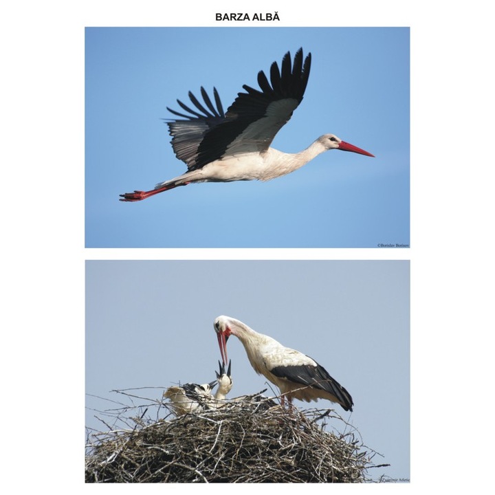 Pasari calatoare - Daniela Dosa