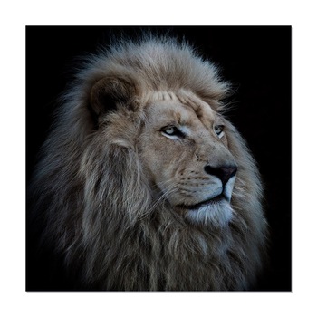 Tablou Canvas - Leu, Rege, Animal, 100 x 100 cm Tablou Canvas - Leu, Rege, Animal, 100 x 100 cm