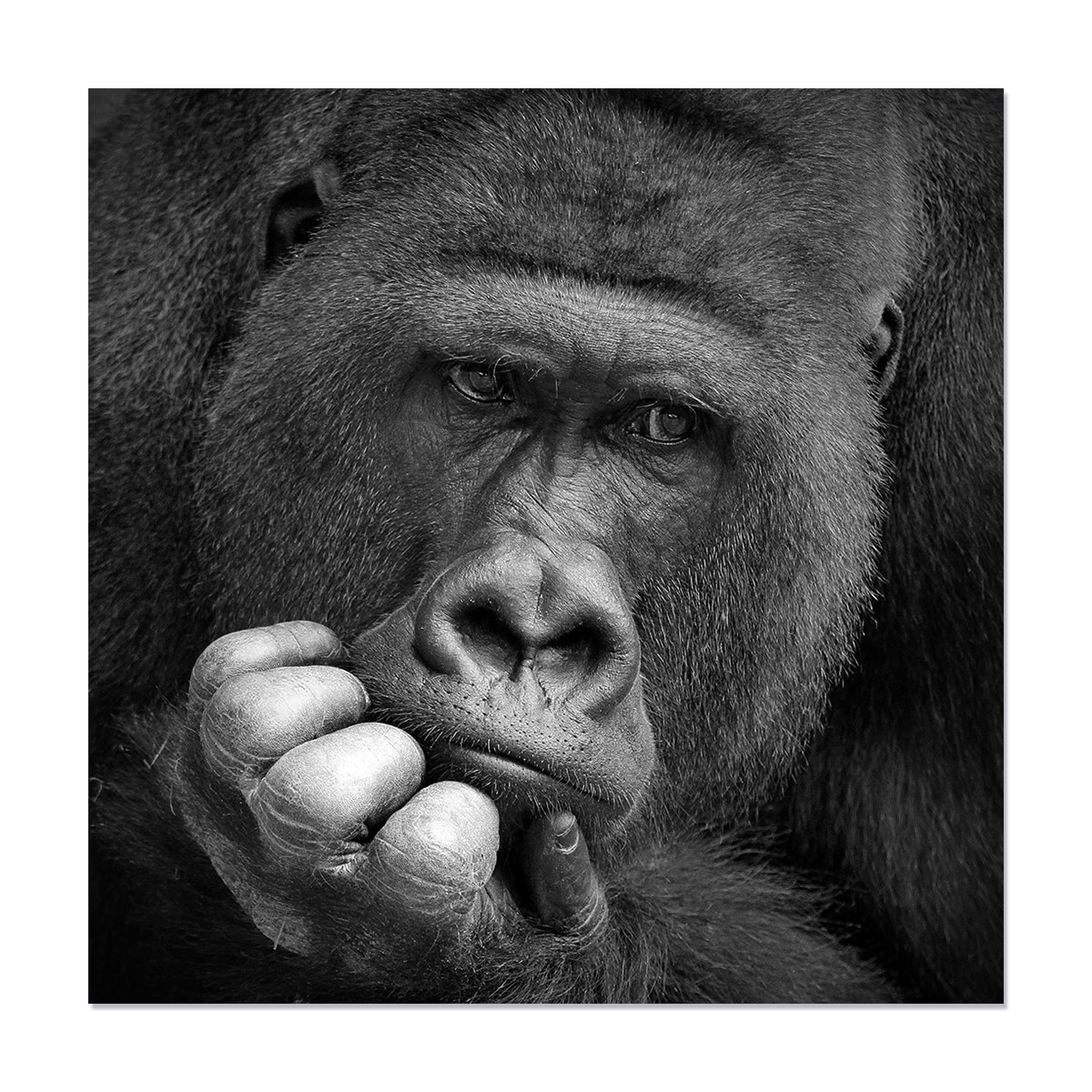 Tablou Canvas - Gorilla, Animal, Gandire, Alb/Negru, 100 x 100 cm