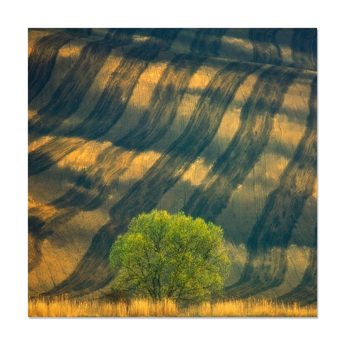 Tablou Canvas - Peisaj, Natura, Copac, Dungi, 100 x 100 cm