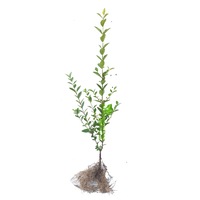 set 200 buc plante pentru gard viu 30-40 cmlemn cainesc imagen 17_0_
0