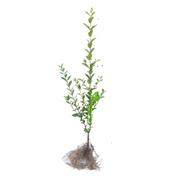 Pachet 50 buc Lemn cainesc,dimensiunea 30-40 cm,plante pentru Gard Viu Pachet 50 buc Lemn cainesc,dimensiunea 30-40 cm,plante pentru Gard Viu