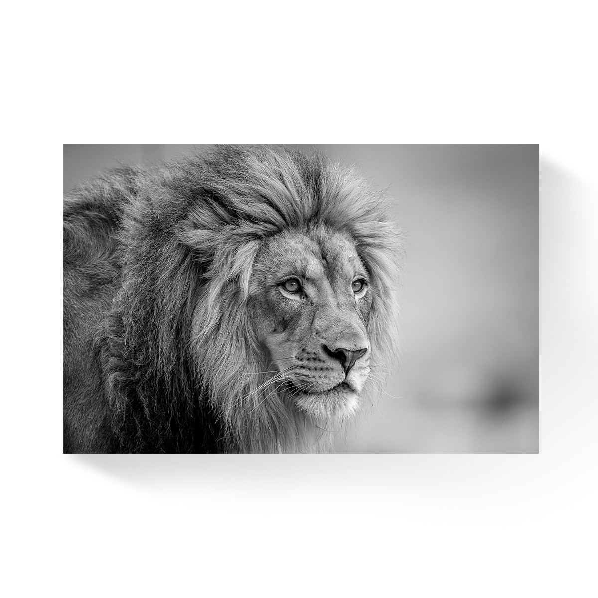 Tablou Canvas - Leu, Rege, Animal, Africa, Alb/Negru, 80 x 120 cm