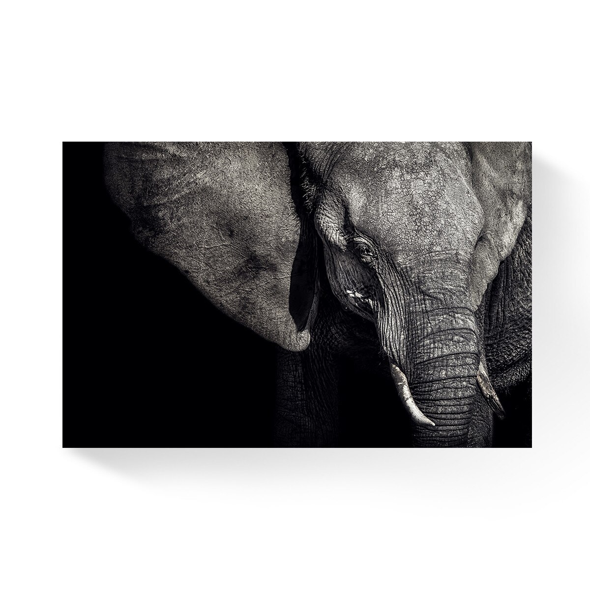 Tablou Canvas - Elefant, Animal, Alb/Negru, 80 x 120 cm