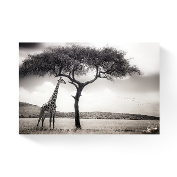 Tablou Canvas - Girafa, Animal, Copac, 80 x 120 cm Tablou Canvas - Girafa, Animal, Copac, 80 x 120 cm