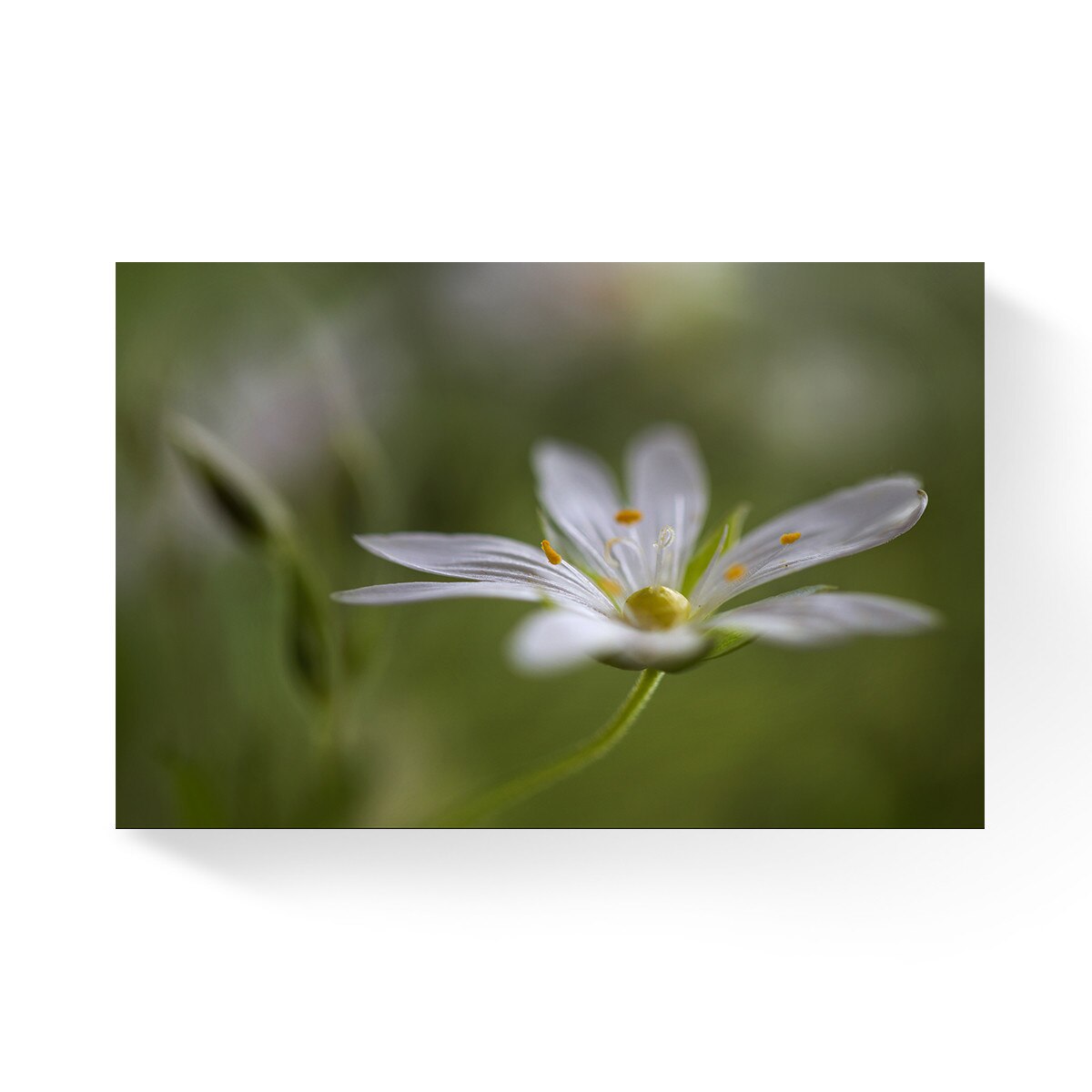 Tablou Canvas - Floare alba, Flori, 80 x 120 cm