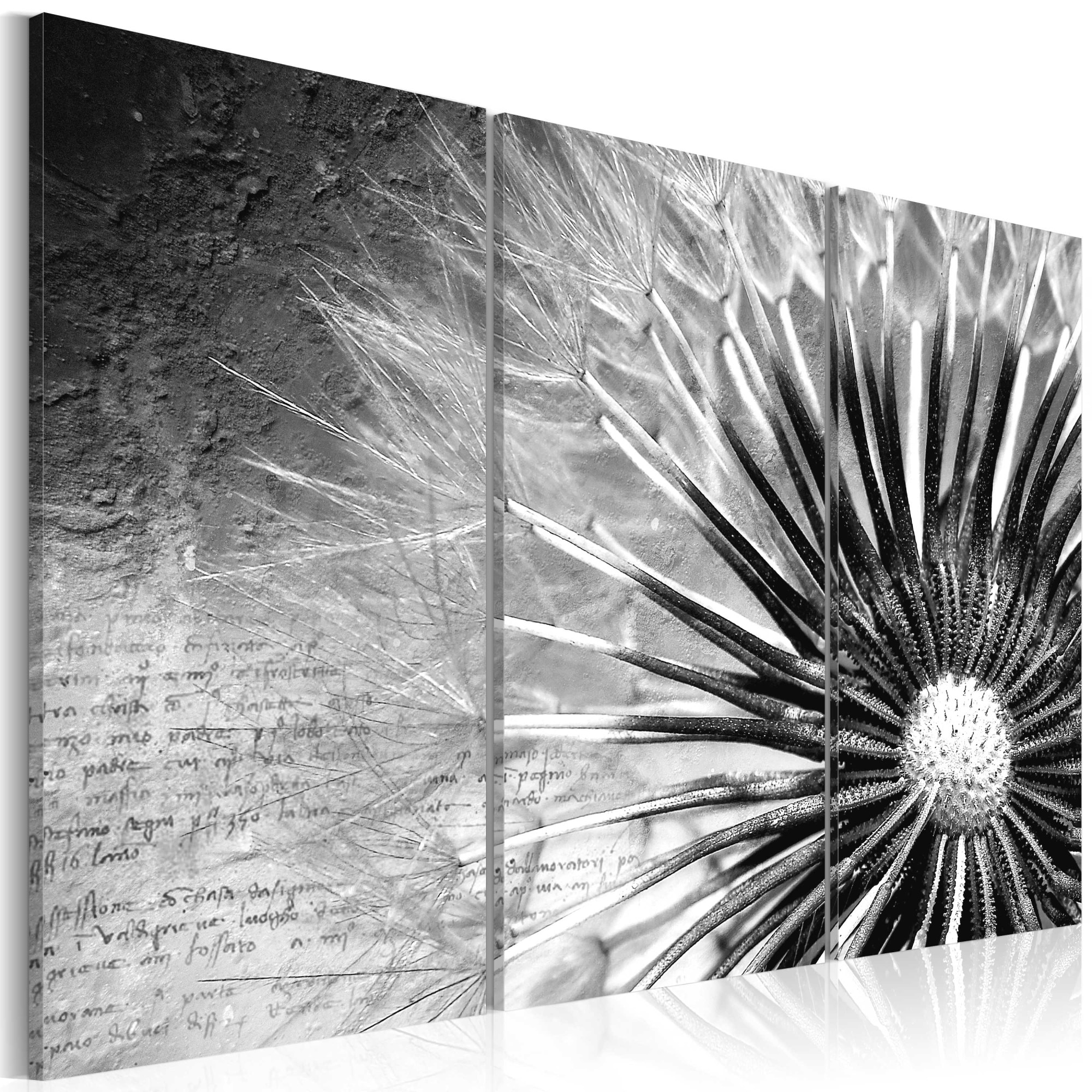 Tablou canvas 3 piese - Papadie (alb-negru) - 60x40 cm