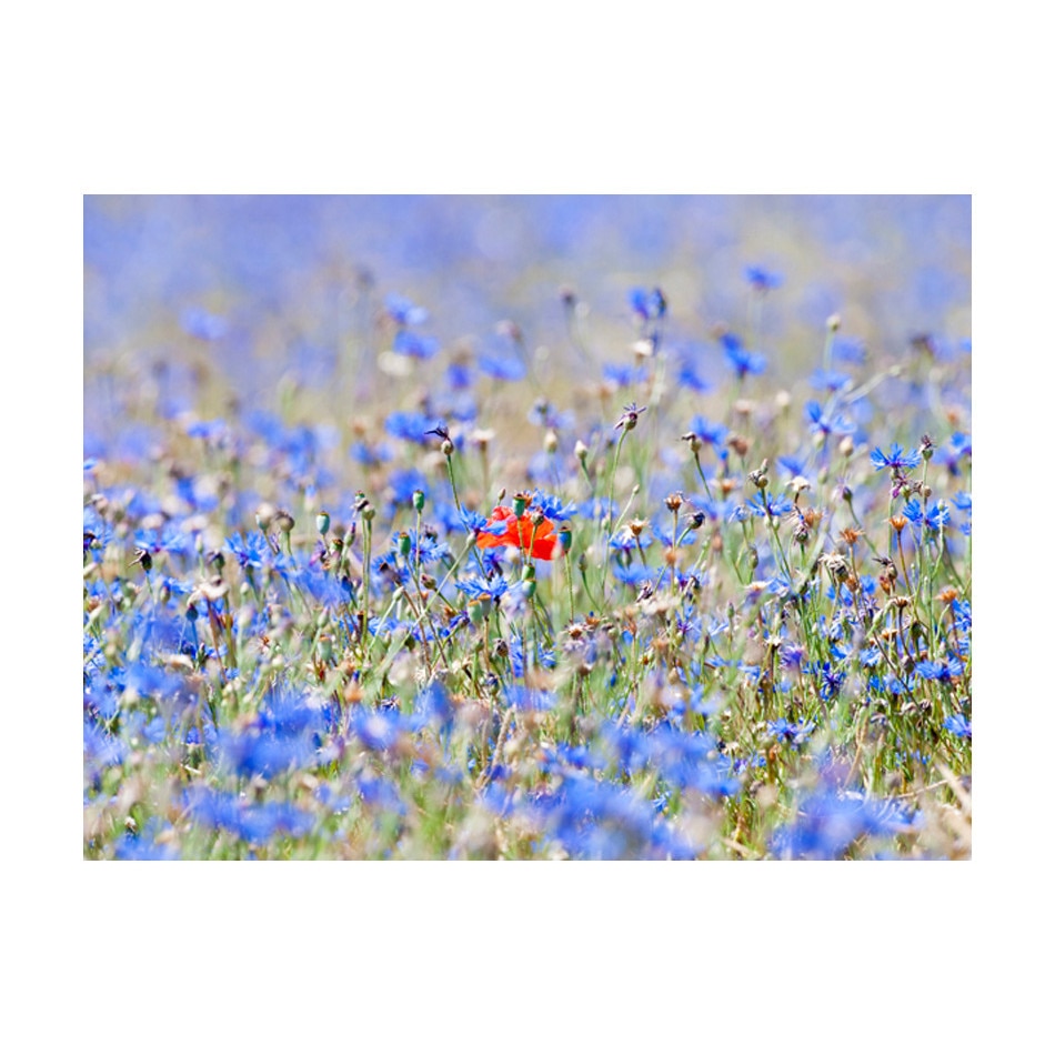 Fototapet vlies - Un albastru de lunca albastru - 400 x 309 cm