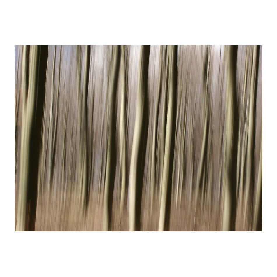 Fototapet vlies - Padure - 400 x 309 cm