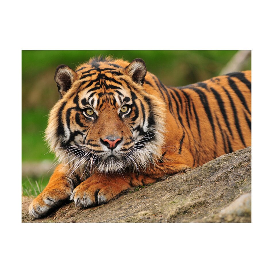 Fototapet vlies - Tigru sumatran - 350 x 270 cm