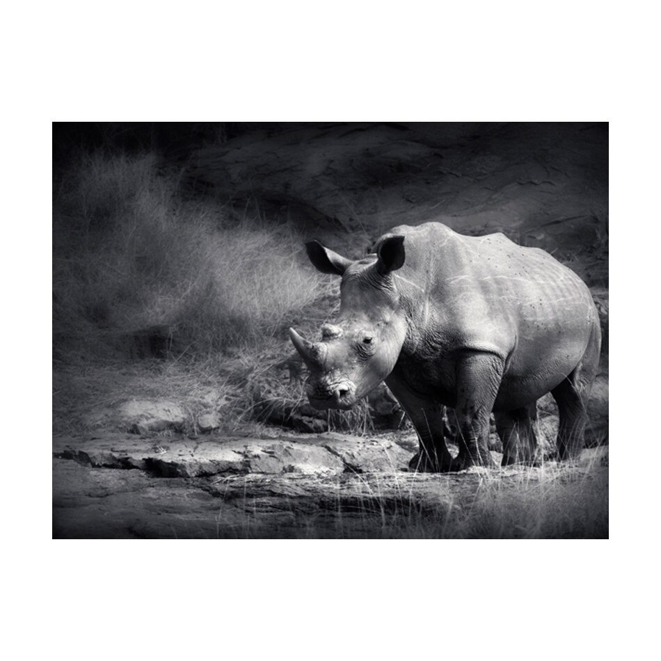 Fototapet vlies - Rhinoceros a pierdut in ras - 200 x 154 cm