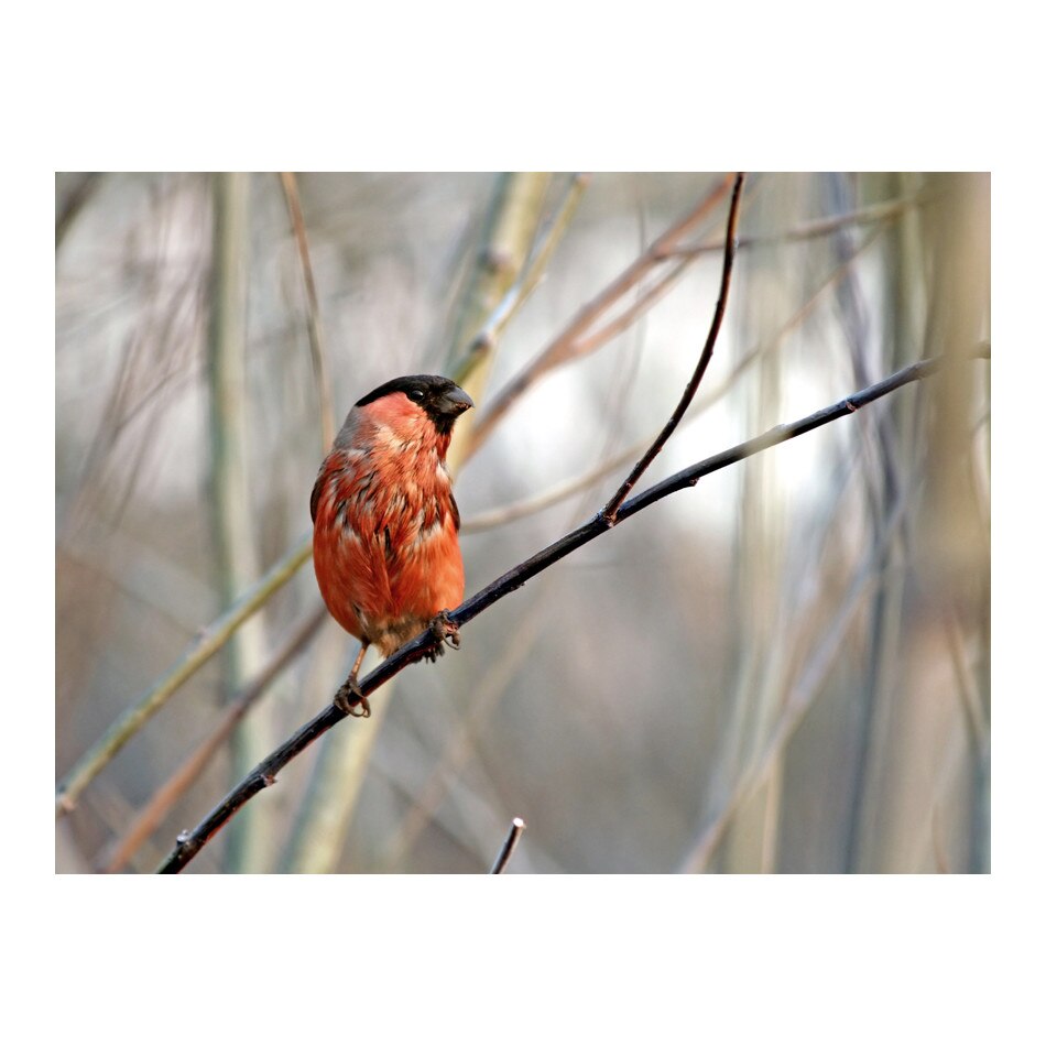 Fototapet vlies - Bullfinch in padure - 200 x 154 cm