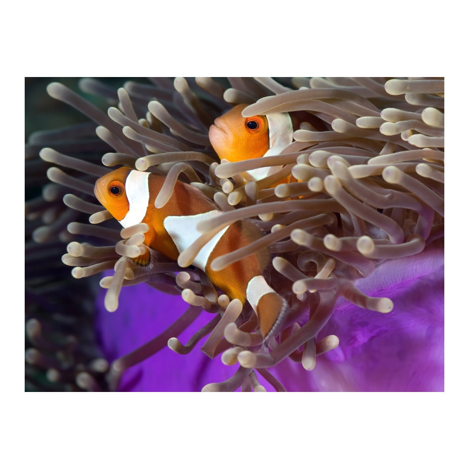 Fototapet vlies - Clownfish - 400 x 309 cm
