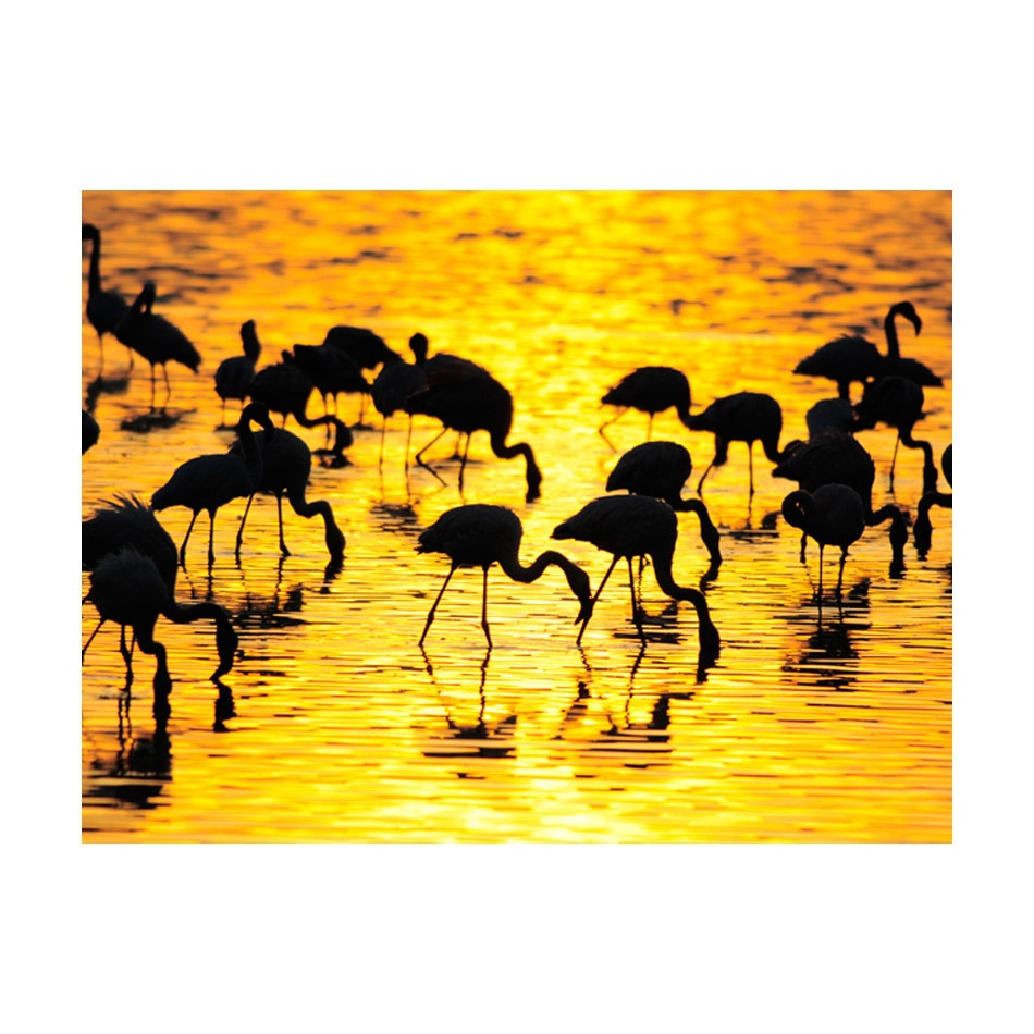 Fototapet vlies - Kenya: flamingos de la Lacul Nakuru - 250 x 193 cm