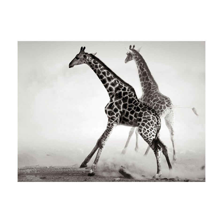 Fototapet vlies - Girafele - 400 x 309 cm