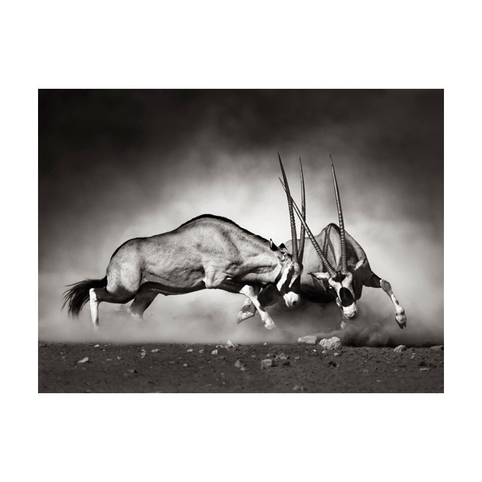 Fototapet vlies - Gemsbok lupta - 400 x 309 cm