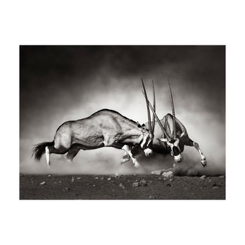 Fototapet vlies - Gemsbok lupta - 400 x 309 cm Fototapet vlies - Gemsbok lupta - 400 x 309 cm