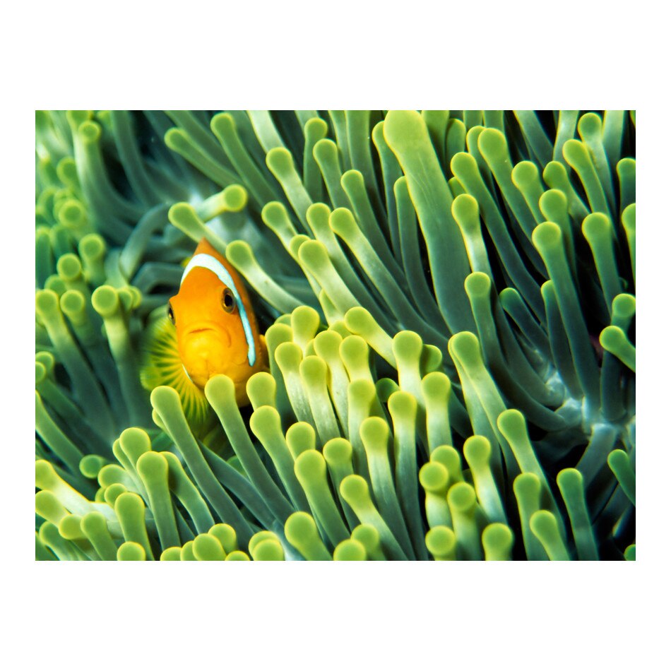 Fototapet vlies - Anemonefish - 250 x 193 cm