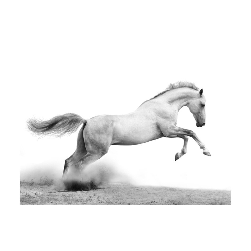 Fototapet vlies - Galop galben - 400 x 309 cm