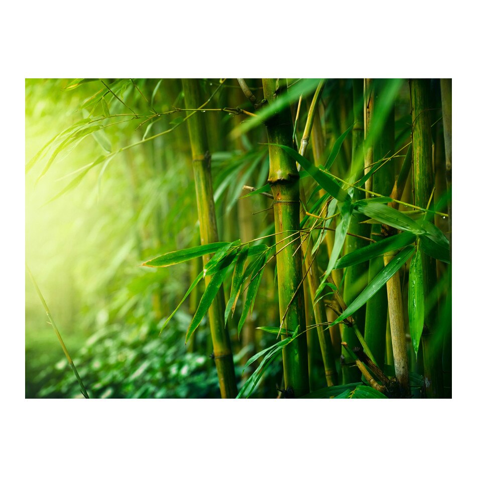 Fototapet vlies - Jungla bambus - 250 x 193 cm