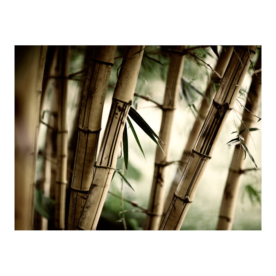 Fototapet vlies - Ceata si padure de bambus - 400 x 309 cm