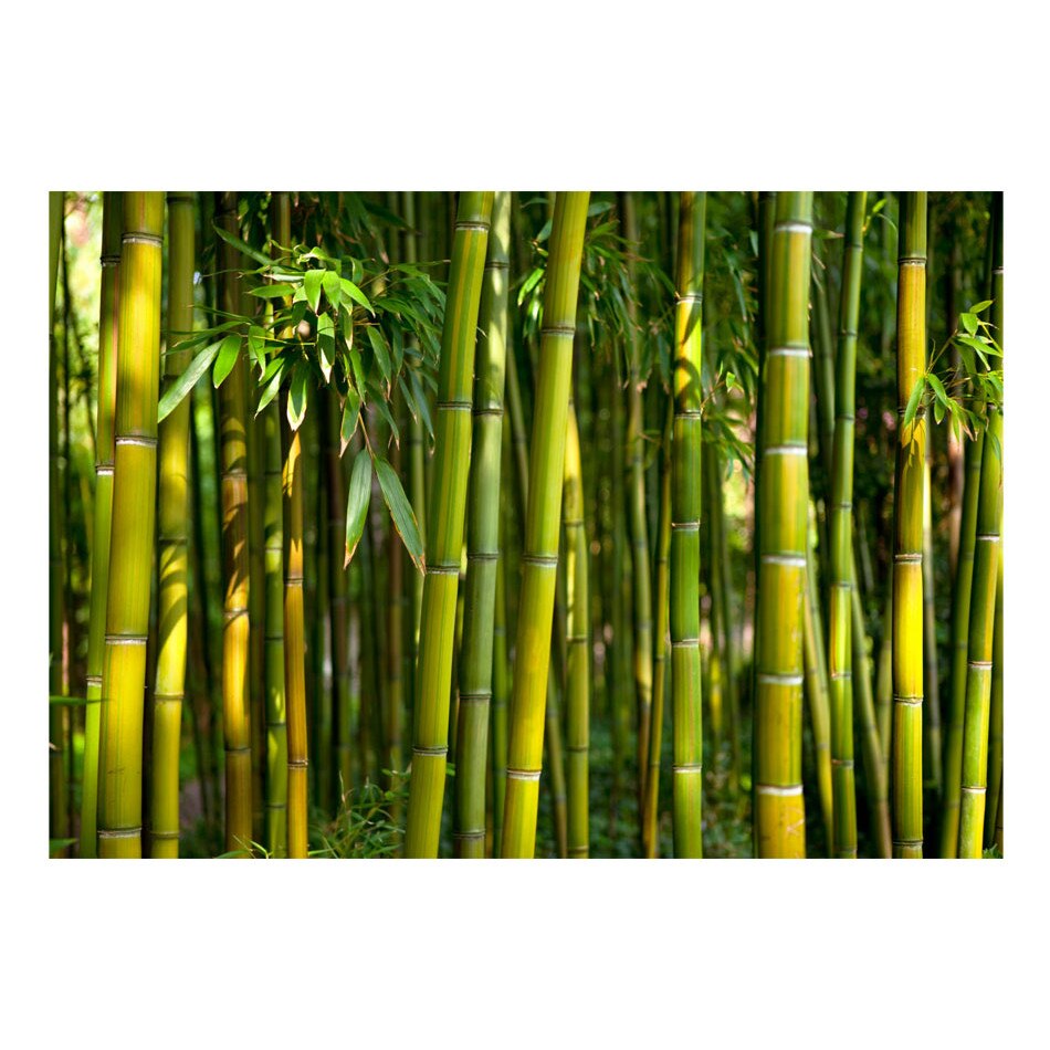 Fototapet vlies - Oriental Garden - 350 x 245 cm