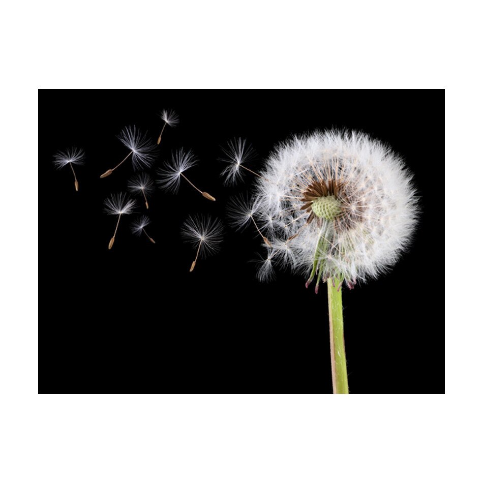 Fototapet vlies - Vant si papadie - 400 x 309 cm