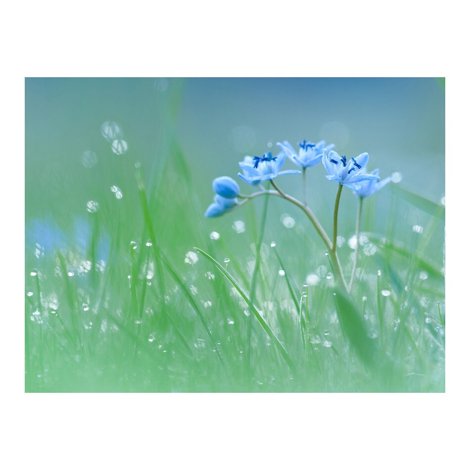 Fototapet vlies - O pajiste in zori - 400 x 309 cm