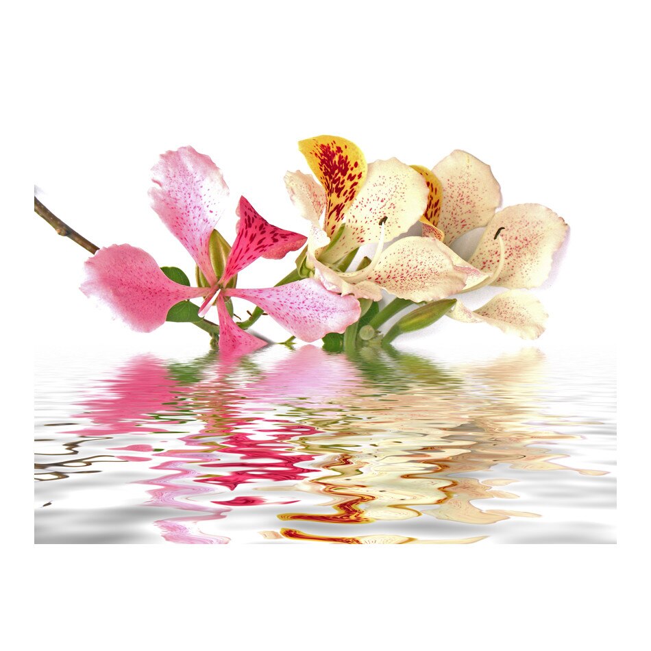 Fototapet vlies - Flori tropicale orhidee bauhinia - 400 x 309 cm