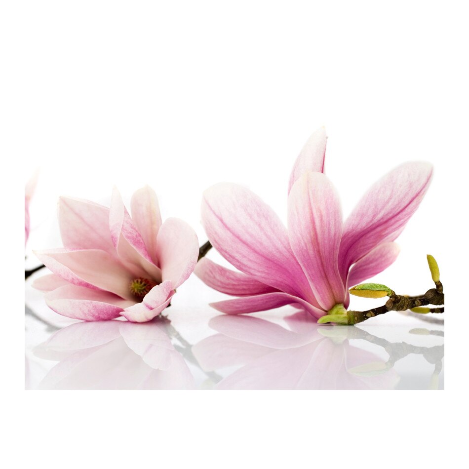 Fototapet vlies - Magnolia flori - 200 x 154 cm