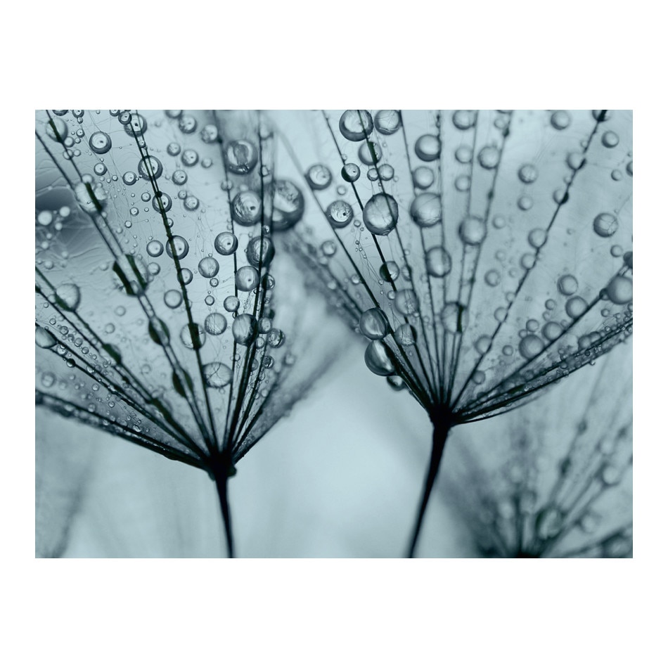 Fototapet vlies - Papadie turcoaz - 400 x 309 cm