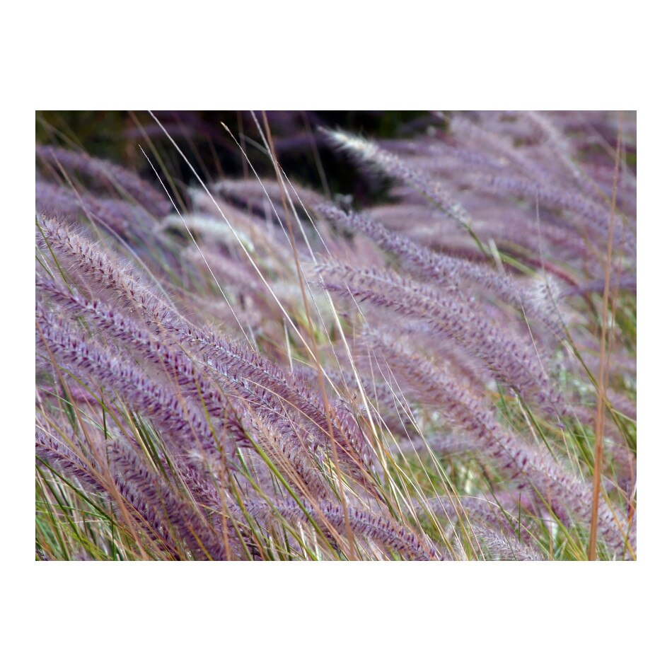 Fototapet vlies - Campul verde si florile purpurii - 400 x 309 cm