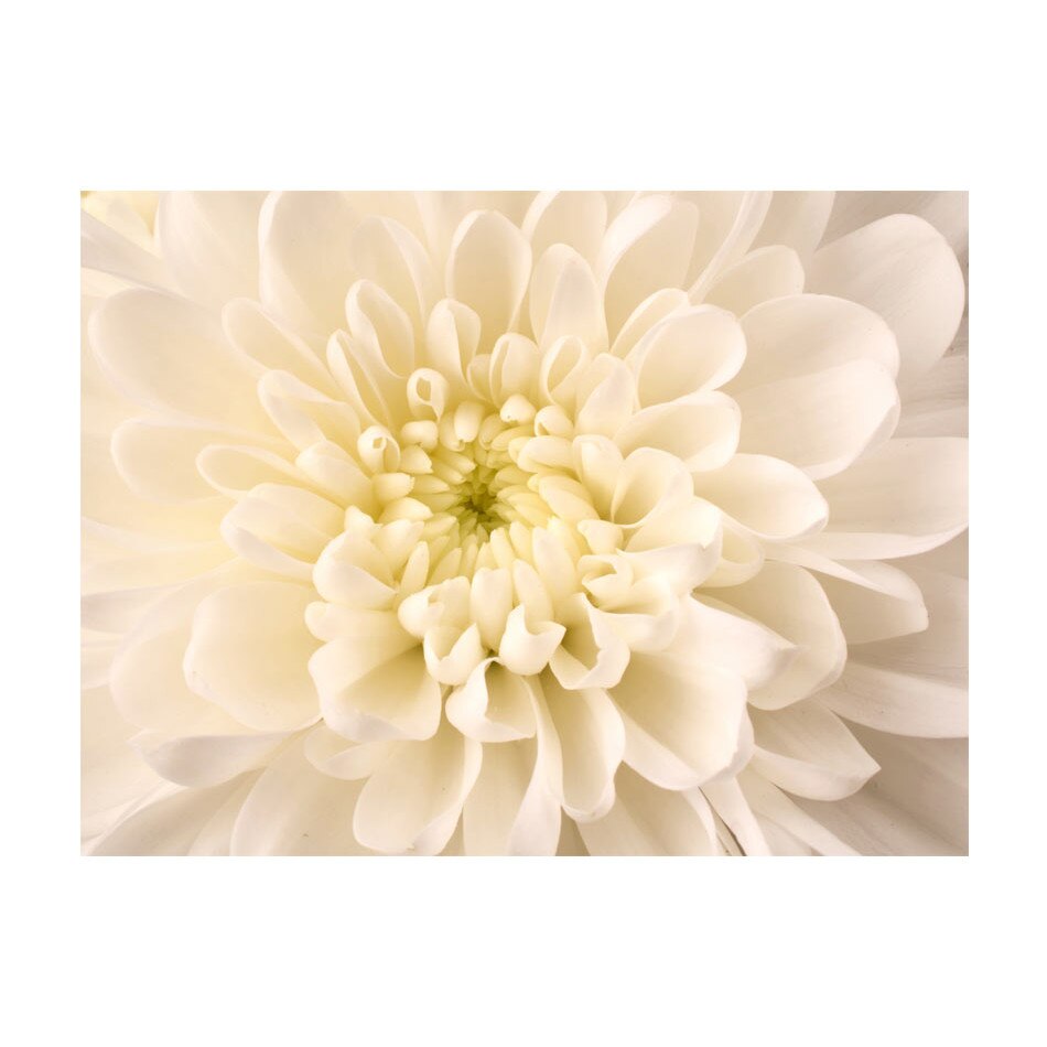 Fototapet vlies - Dahlia alba - 300 x 231 cm