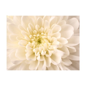 Fototapet vlies - Dahlia alba - 350 x 270 cm Fototapet vlies - Dahlia alba - 350 x 270 cm